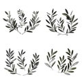 Bay leaves. Olive tree. Simple vector plant pattern. Royalty Free Stock Photo