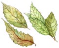 Bay leaves - watercolor painting