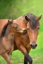 Bay little foal and mare Royalty Free Stock Photo