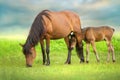 Bay little foal and mare Royalty Free Stock Photo