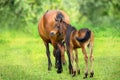 Foal and mare Royalty Free Stock Photo