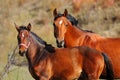 Bay mare and foal Royalty Free Stock Photo