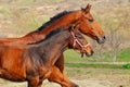 Bay mare and foal Royalty Free Stock Photo
