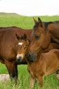 Bay mare and foal Royalty Free Stock Photo