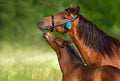 Bay mare with foal  close up portrait Royalty Free Stock Photo