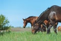 Bay mare and foal graze in the green field.
