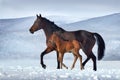 Bay mare and foal in snow Royalty Free Stock Photo