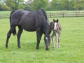 Bay Mare and Foal Royalty Free Stock Photo