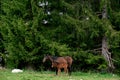 Bay mare with a foal stands near spruce trees on a green lawn Royalty Free Stock Photo