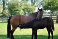 Bay mare and her foal Royalty Free Stock Photo