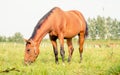 Bay mare horse eating grass
