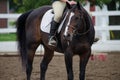 Bay Mare Hunter Horse Royalty Free Stock Photo