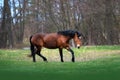 Bay mare trotting galloping on the green fiel Royalty Free Stock Photo