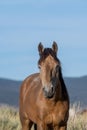 Bay Mono Lake wild horse viewed from the front