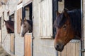 Three horses in the stall at the stable Royalty Free Stock Photo