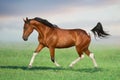 Bay pinto horse gallop