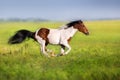 Piebald horse run Royalty Free Stock Photo