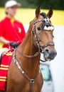 Bay polo pony close up vertical portrate in traditional a spanish decoration outdoor portrait