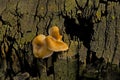 Bay polypore mushrooms on a tree