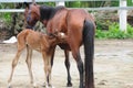 Bay Mare Feeding Foal Royalty Free Stock Photo