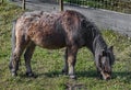 Bay pony grazing on the lawn 1 Royalty Free Stock Photo