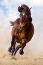 Bay pony run Royalty Free Stock Photo