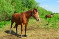 The bay pregnant mare of the breed of trotter is standing in outdoors Royalty Free Stock Photo