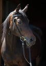 Bay purebred horse portrait in dark backdround Royalty Free Stock Photo