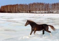 Bay purebred horse runs gallop in winter farm Royalty Free Stock Photo