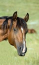 Bay quarter horse Royalty Free Stock Photo