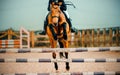 A bay racehorse with a rider in the saddle jumps over a high wooden barrier on a summer day. Equestrian sports and horse riding.