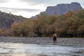 Bay red wild horse stallion grazing on eel grass in front of Red Mountain in the Salt River Canyon near Phoenix Arizona USA Royalty Free Stock Photo