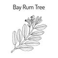 Bay rum Pimenta racemosa , medicinal plant