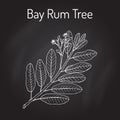 Bay rum Pimenta racemosa , medicinal plant