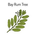 Bay rum Pimenta racemosa , medicinal plant Royalty Free Stock Photo