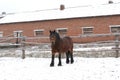 Bay Russian shire horse