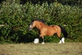 Bay shire horse - galloping on meadow Royalty Free Stock Photo