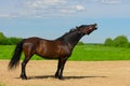 The bay smiling horse with its black mane and tail is standing on the sandy ground Royalty Free Stock Photo