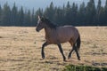 Bay Sorrel wild horse mustang stallion running in the Pryor Mountains Wild Horse Range on the border of Wyoming and Montana United Royalty Free Stock Photo