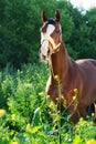 Bay sportive horse posingin bloosom pasture Royalty Free Stock Photo