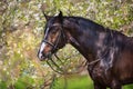 Bay horse portrait in spring blossom Royalty Free Stock Photo