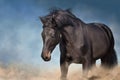 Bay stallion in desert Royalty Free Stock Photo