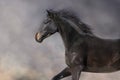 Bay stallion free run fast Royalty Free Stock Photo