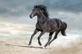 Bay stallion free run Royalty Free Stock Photo