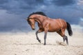 Bay stallion free run Royalty Free Stock Photo