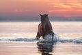 Bay stallion free run with water splash Royalty Free Stock Photo