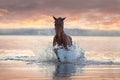 Horse run in water Royalty Free Stock Photo