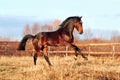 Bay stallion galloping