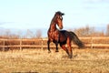 Bay stallion galloping