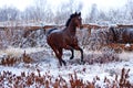 Bay stallion galloping